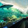 Ripley's Aquarium, Toronto, Canada