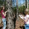 Forest Transect