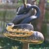 black rat snake