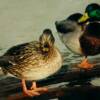 mallard duck