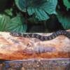 northern water snake