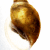 pouch snail