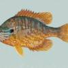 pumpkinseed