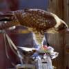 red tailed hawk