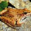 southern leopard frog