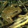 spring peeper