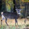 white tailed deer