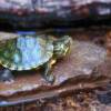 yellow bellied slider