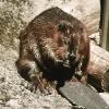 american beaver