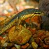 eastern newt