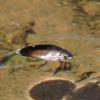 whirligig beetle