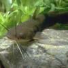 brown bullhead catfish