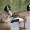 canada goose