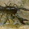 pond crayfish