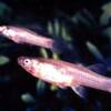 mosquitofish