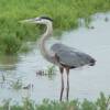 great blue heron